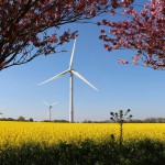 www.watndesign.de Raps- und Kirschblüte in Angeln