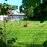 Urlaub in Nordballig - Unsere "Nachbarn"