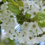 Apfelblüte in Nordballig