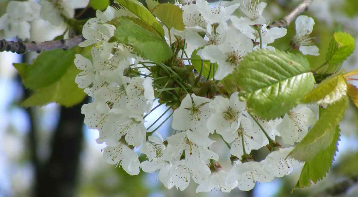 Apfelblüte in Nordballig